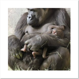 Western Lowland Gorilla and baby Posters and Art